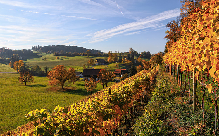 Strada del Barolo Vigneti e colline nella Strada del Barolo in Piemonte